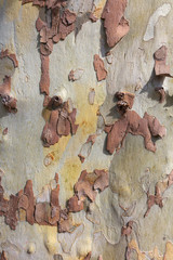 Eucalyptus tree bark texture natural background