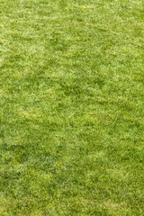 Fototapeta na wymiar Green manicured green grass natural background