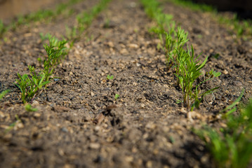 Rows of young carrot on the ground. Growing sprouts. Agriculture in spring
