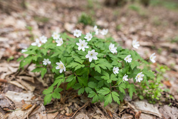 Wood anemone (Anemone Mnemorosa) grows in woods indicating coming of spring.