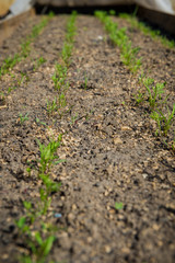 Rows of young carrot on the ground. Growing sprouts. Agriculture in spring

