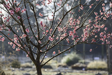 Rosa Kirschblüten in der Frühlingssonne