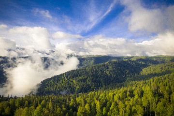 Fototapeta na wymiar Drone flight along the trees at mountains