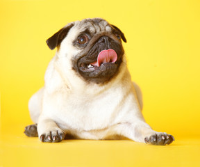 pug carlino dog