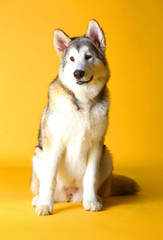 Siberian husky dog
