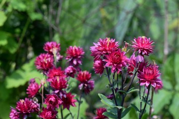 Aquilegia Rose Barlow