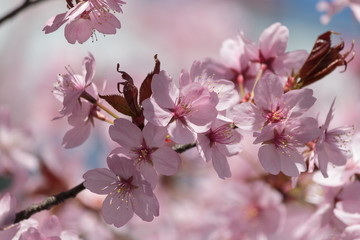 Cherry blossom twig - closeup - sunny bright scene 