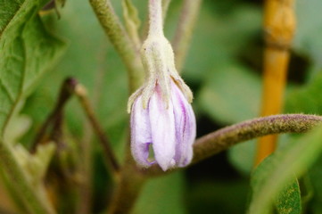 Eggplant is growing in vegetable fields