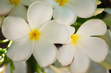Group white frangipani on natural. White Plumeria.
