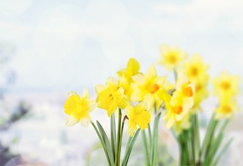 Fototapeta premium Daffodil.