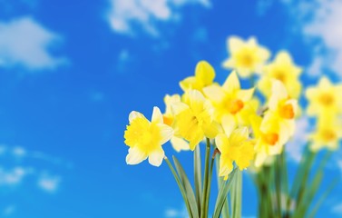 Fototapeta premium Daffodil.