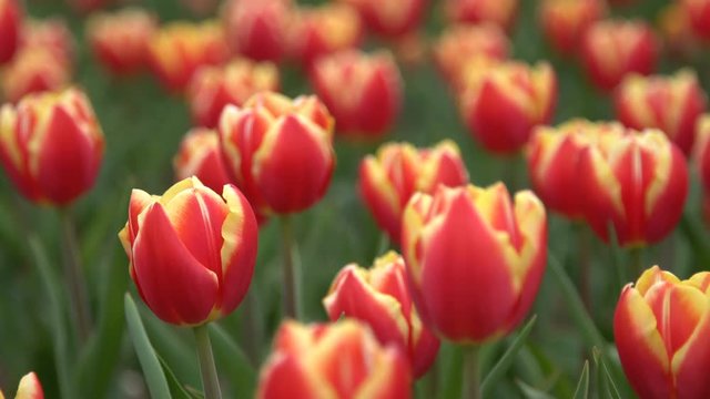 Lovely red tulips swaying in the wind. Close-up