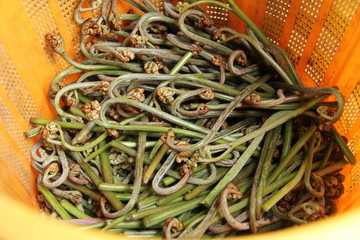 収穫したわらび