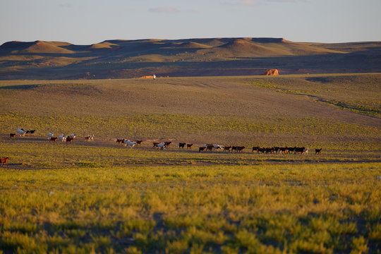 animal life in Mongolia