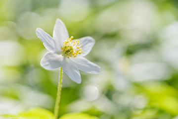 White anemone flower blooming in spring. Natural white flowers in close up on brigth background.