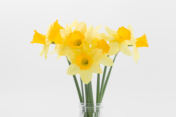Beautiful spring yellow flowers daffodils on a white background