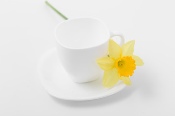 Beautiful spring yellow flowers daffodils on a white background
