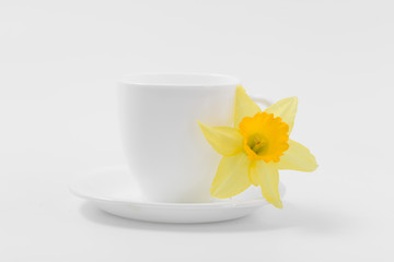 Obraz na płótnie Canvas Beautiful spring yellow flowers daffodils on a white background