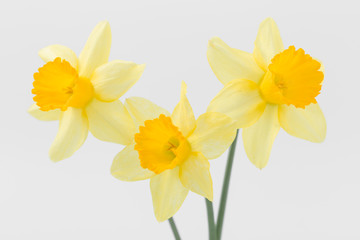 Fototapeta na wymiar Beautiful spring yellow flowers daffodils on a white background
