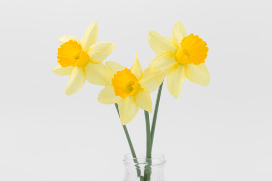 Beautiful spring yellow flowers daffodils on a white background