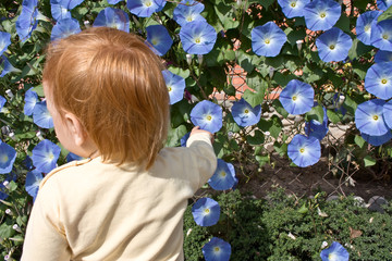 A red-haired child looks at  blue morning glory in a garden