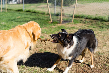 Dogs Playing