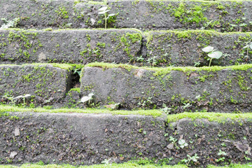 Fototapeta na wymiar old brick wall grown with grass and moss