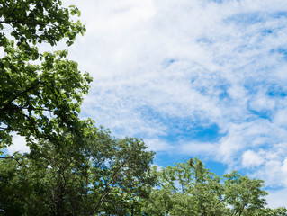 tree and blue sky background