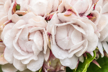 Macro of pink flowers, Rose Clerodendrum (Burma Conehead).