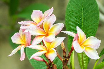 Pink yellow plumeria (frangipani) flowers on tree.