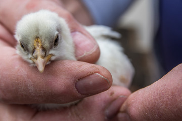 Augsburger Huhn