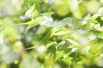 green leaves in the forest under sun light summer background