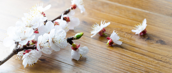 Peach blossom on old wooden background. Fruit flowers.