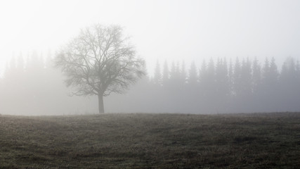 Obraz na płótnie Canvas Nebel im Morgengraun