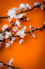 Peach blossom on an orange background. Fruit flowers.