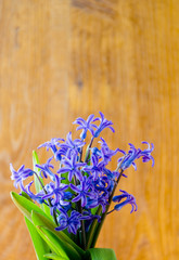 Blue spring flowers with green leaves on an old wooden background
