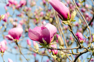 Beautiful purple magnolia flowers in the spring season on the magnolia tree. Blue sky background....