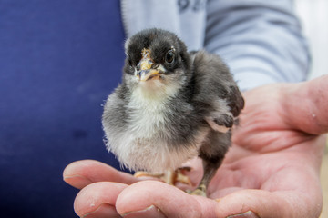 Augsburger Huhn