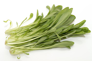 壬生菜　京野菜