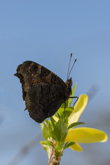 Butterfly Peacock eye on forsythia twig.