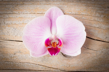 Pink streaked orchid flower (Phalaenopsis) on wooden background