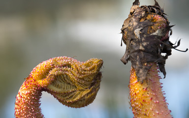 Das sind die ersten Triebe im Frühjahr der Pflanze Mammutblatt (Gunnera manicata) im...