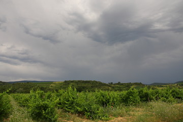 Vigne dans le Limouxin, Aude, Occitanie dans le sud de la France