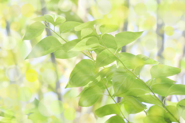 Fototapeta na wymiar green leaves in the forest under sun light summer background