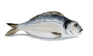 watercolor illustration of dorado fish on white