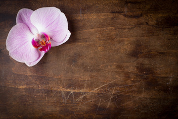 Pink streaked orchid flower (Phalaenopsis) on wooden background with copy space for text