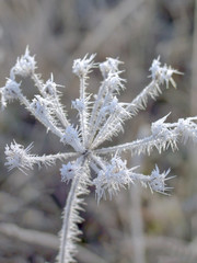 the flowers are covered with frost