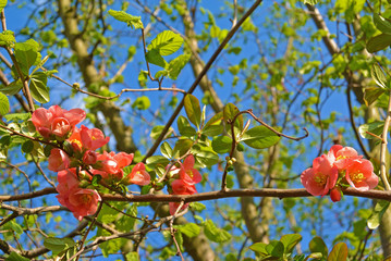 closed up of pink blossom on branch in spring garden at sunny day