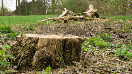 Baumstumpen eines frisch gefällten Baumes mit Stamm und Ästen im Hintergrund