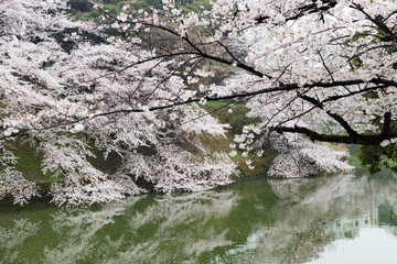Obraz na płótnie Canvas 千鳥ヶ淵,桜